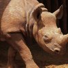 a10---rhino2-