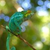 a14---beautiful-lizard-out-of-focus-but-cool