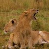 a15---2-lion-cubs-one-yawning