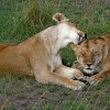 a17---lions-reclining-licking-with-lickees-eyes-closed