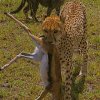 a19---cheetah-mom-with-baby-gazelle-in-mouth