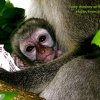 a20---baby-monkey-with-text