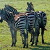 a7---3-zebra-rear-ends