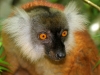 Lemur Close-up