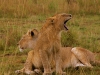 Two Lion Cubs