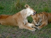 Lion Licking Other Lion