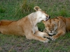 Lion Licking Other Lion