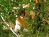 Yawning Female Lion