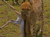 Cheetah w/ Gazelle in Mouth