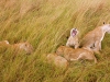 Cub w/ Mouth Open in Pride of Lions