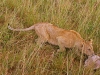 Lion Cub w/ My Hat