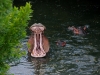 Hippo Yawning