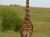 Large Staring Giraffe