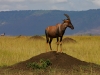 Wildebeest on Hill