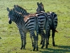 Zeal of Zebras