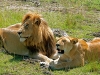 Lion Couple 2