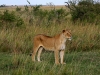 Lone Female Lion
