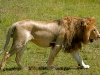 Lone Male Lion