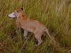 Lion Cub w/ Bruce\'s Hat