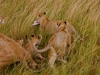 Lion Cub w/ Bruce\'s Hat + Pride