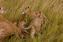 African Safari - Lion Cub Stealing My Hat