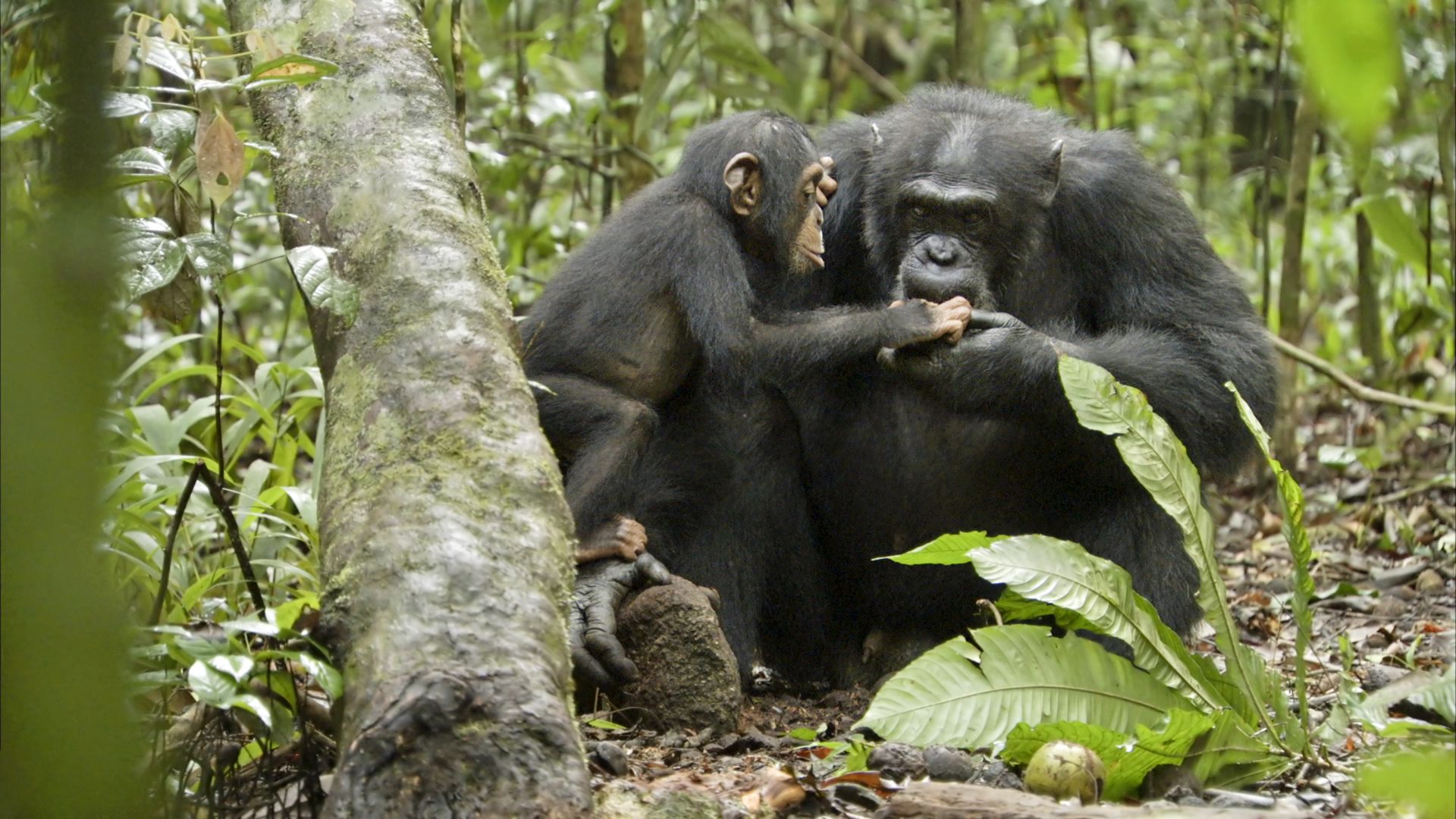Chimpanzee father and son