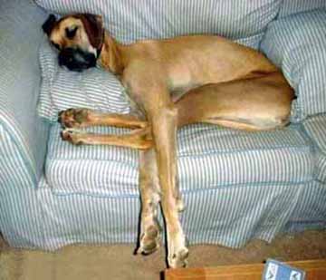 Long-legged sleepy dog