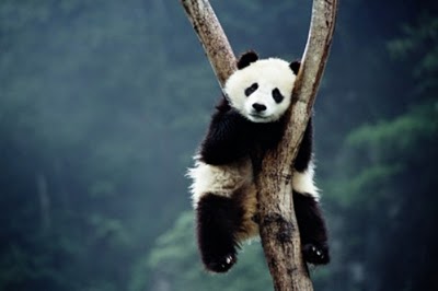 Panda asleep in a tree - busy and tired