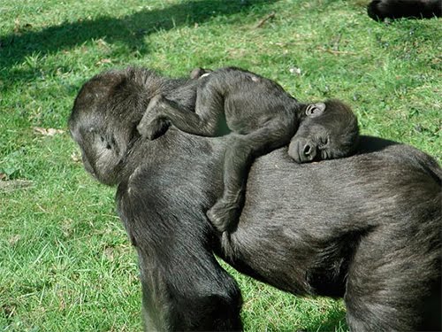 Baby gorilla sleeping on mom's back
