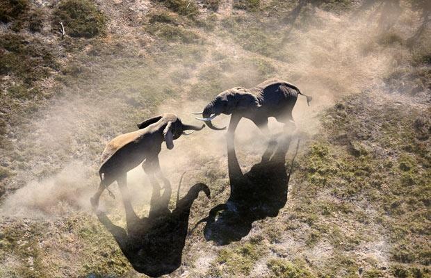 Elephants charging each other