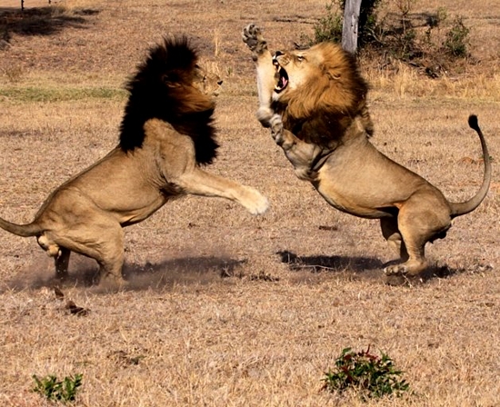 Male lions fighting