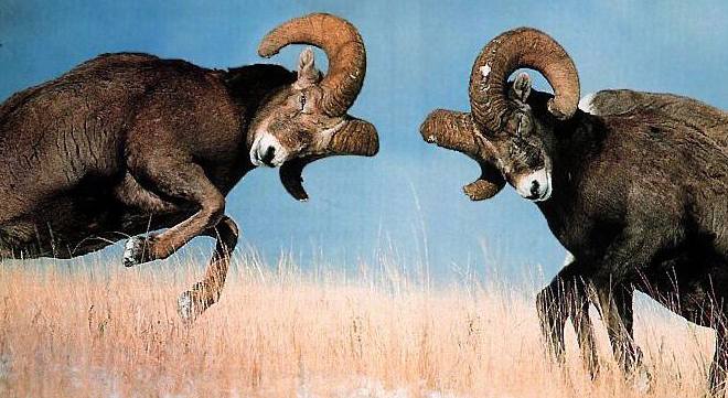 Animals locking horns photograph