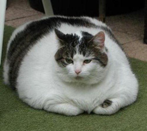 Photo of obese cat