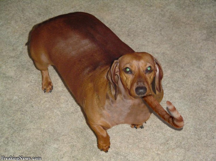 Photo of fat weiner dog obesity