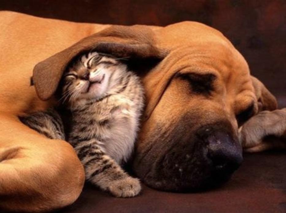Dog and Cat love