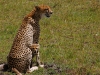 Mother & Baby Cheetah