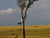 Tree with Vultures