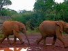 Two Baby Elephants