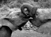 Elephants BW