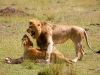 Lion Couple 1