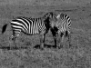 BW Zebras