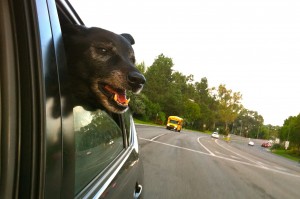 Bring YOUR #Pet to #DadChat