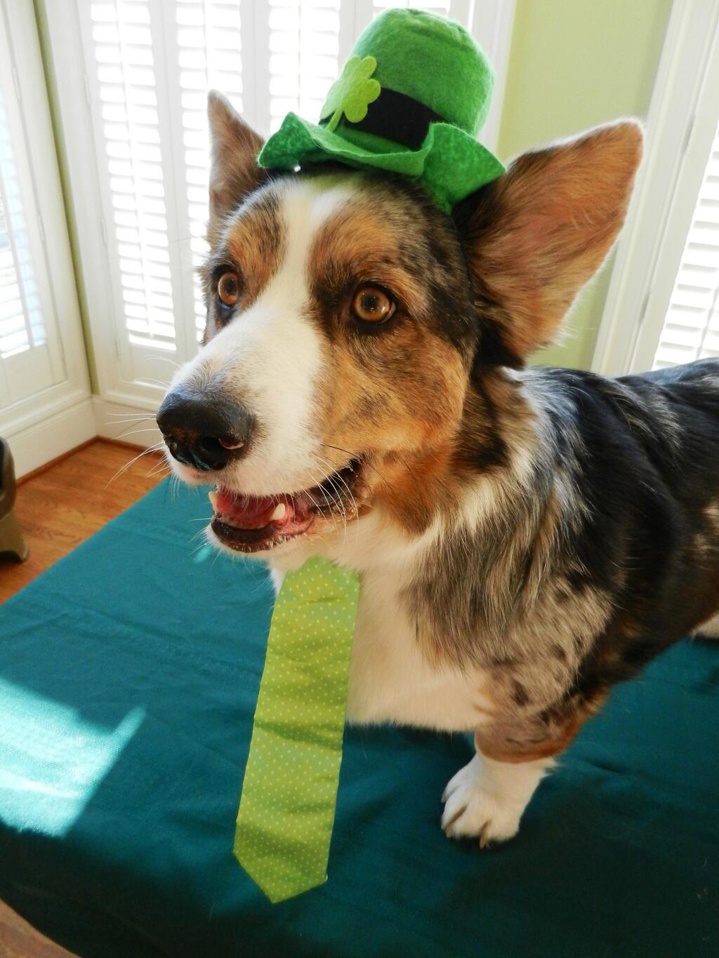 St. Patrick's Day dog
