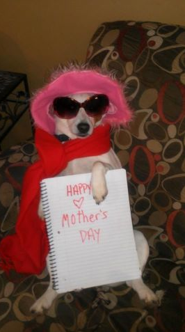 Mother's Day dog