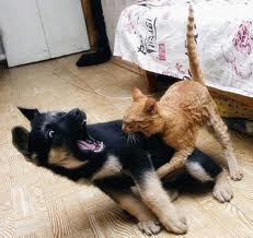 Catfight or Dogfight