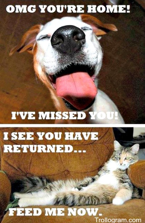 Difference between cats and dogs