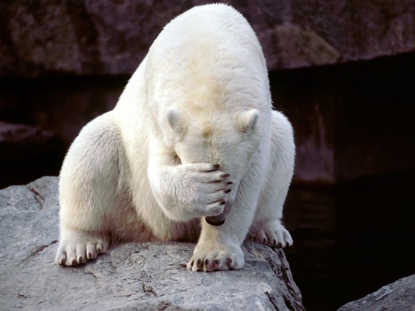 Funny photo of polar bear