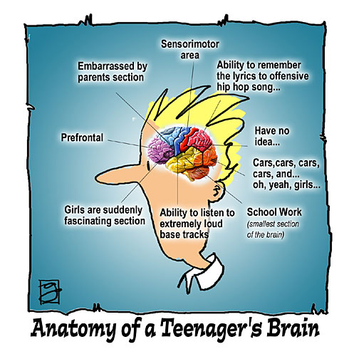 Anatomy of a Teenager's Brain