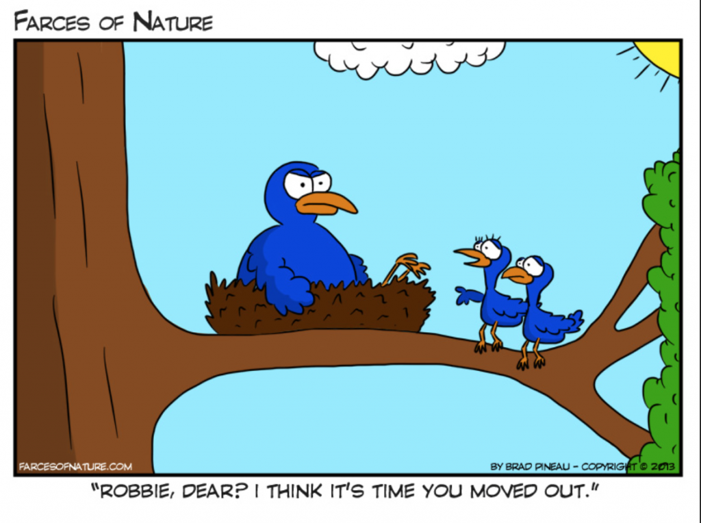 Birds dealing with Empty Nest Syndrome