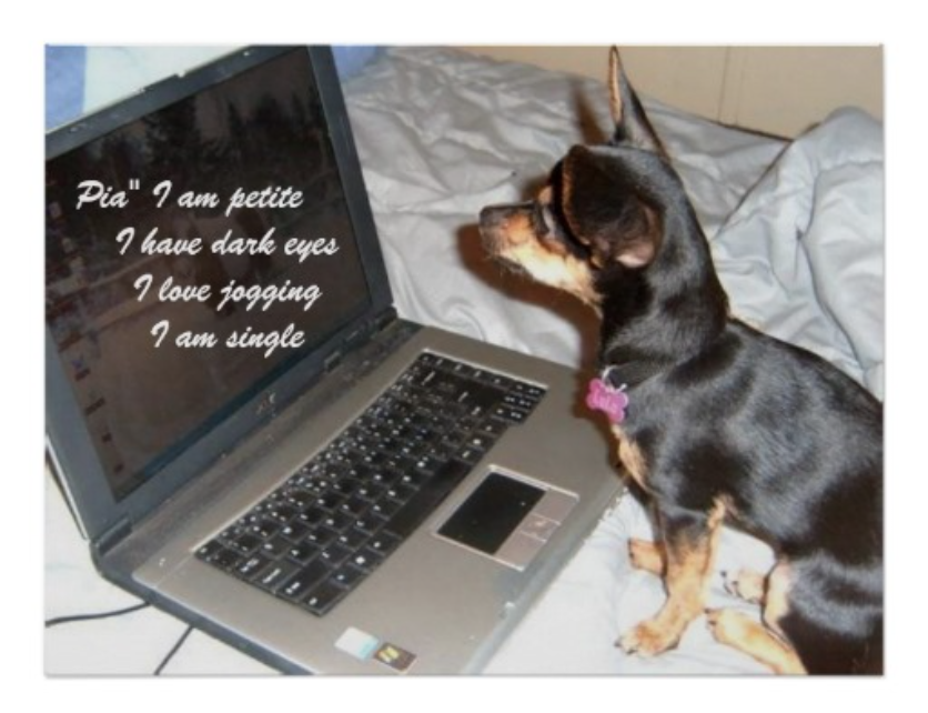 Online Dating dogs
